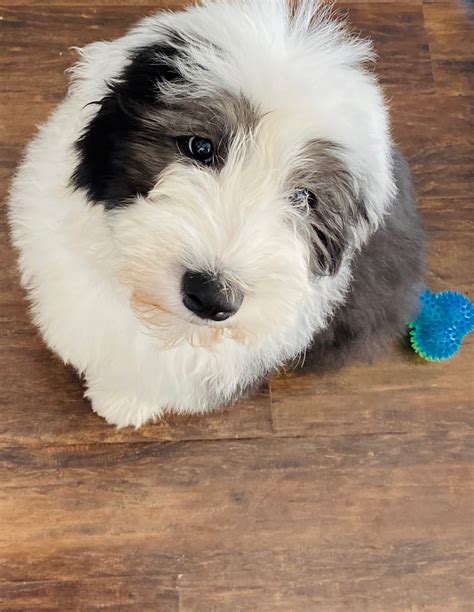 Old English Sheepdog Puppies For Sale Las Vegas Nv 321947