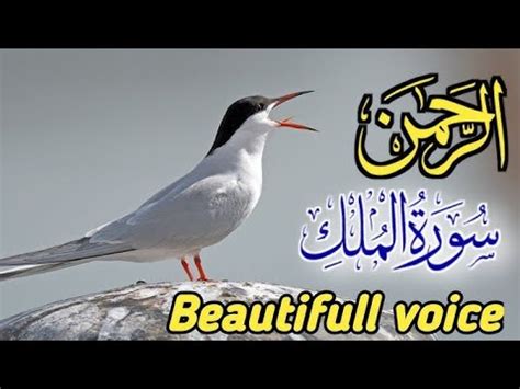 surah rahman beautiful voice Surah mulk full سورت الرحمن الملک