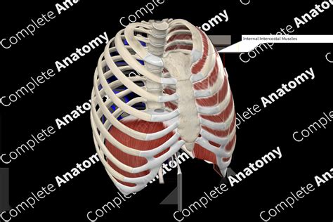 Internal Intercostal Muscles | Complete Anatomy