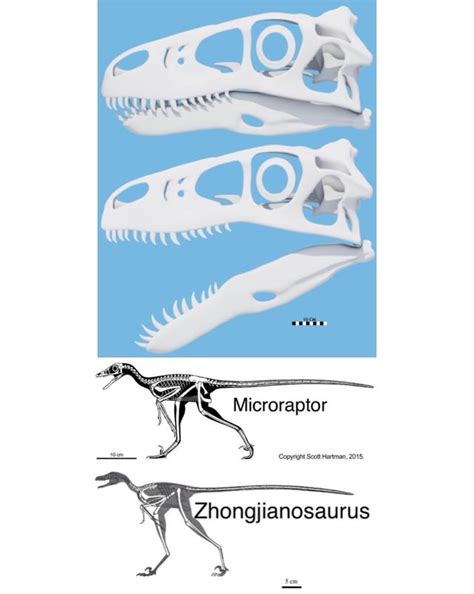 My best attempt at a size comparison between a Utahraptor skull ...