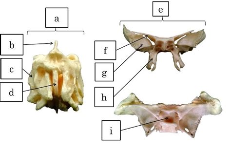 Chapter Diagram Of Openstax Anatomy Physiology Diagram