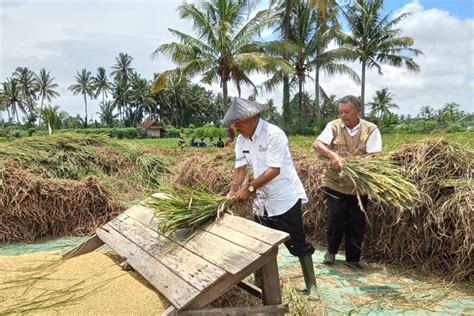 Pendampingan Total Dari Tanam Sampai Panen Petani Terimakasih Dinas