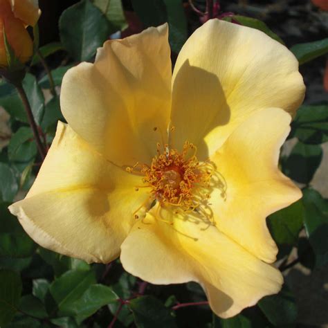 Historische Strauchrose Rose Mrs Oakley Fisher Gelb