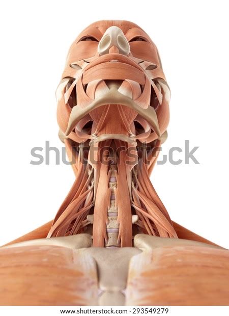 Medical Accurate Illustration Neck Muscles Stock Illustration 293549279