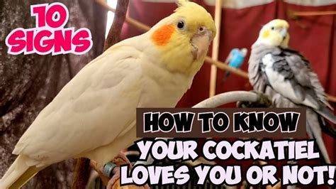 10 Signs That Your Cockatiel Loves You Cute Cockatiel Parrot Singing