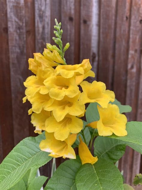 Tecoma Stans Gold Star The Ruth Bancroft Garden Nursery