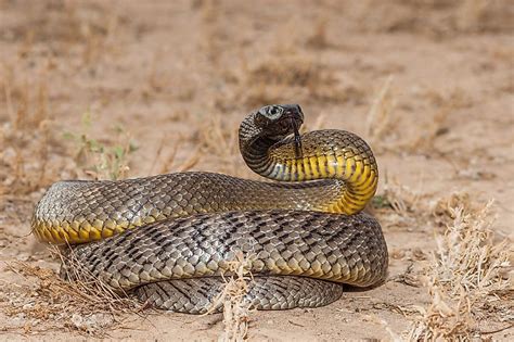 Inland Taipan Vs Black Mamba: Who Is More Deadly? - WorldAtlas