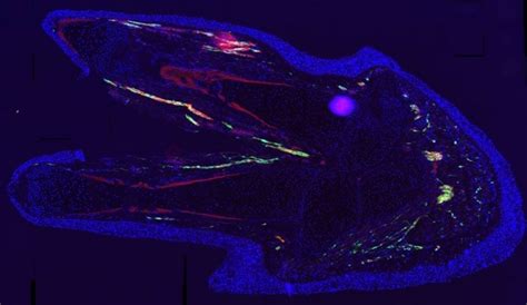 Salamander Discovery Could Lead to Human Limb Regeneration | WIRED