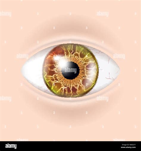 Vector del ojo humano Examen visual Verificar el cuerpo Anatomía