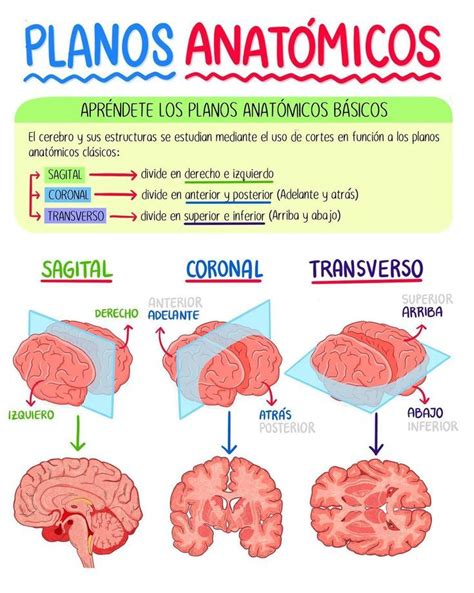 Pin de AprilOk en ANATOMÍA Anatomía médica Material de