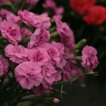 Dianthus Plumarius Lady In Red Illet Mignardise Aux Pompons Rouge