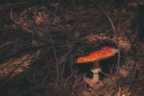 Forestfloormushroom Madison Mycological Society