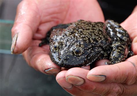 Titicaca Water Frog 101: Physical Characteristics, Habitat, Behavior ...