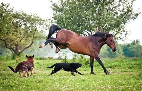 The Painful Moments Of A ѕtᴜріd Dog Being Kісked By A Horse