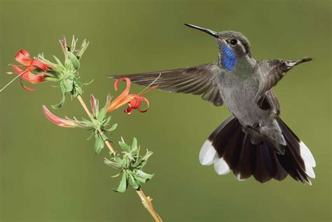 Southeastern Arizona Hummingbird Heaven Bwd Magazine