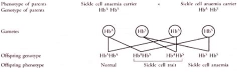 Sickle Cell Anemia Inheritance