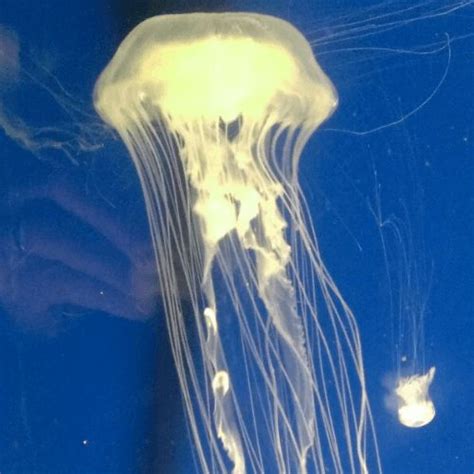 How to Get Rid of Jellyfish Sting | Jellyfish sting, Diy remedies ...