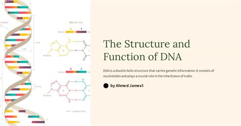 The Structure and Function of DNA