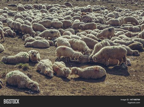 Flock Sheep Resting Image Photo Free Trial Bigstock