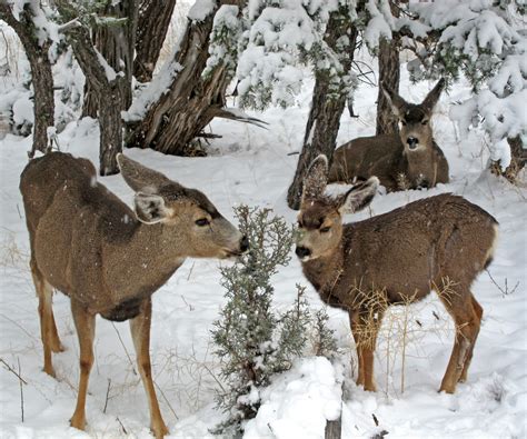 Grand Canyon National Park: Mule Deer Winter Browse 1602 | Flickr