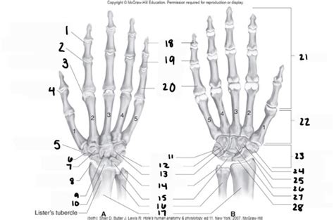 The Wrist And Hand Joints Flashcards Quizlet