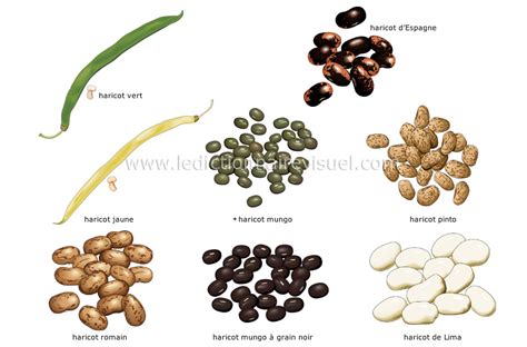 Alimentation Et Cuisine Alimentation L Gumineuses Haricots Image