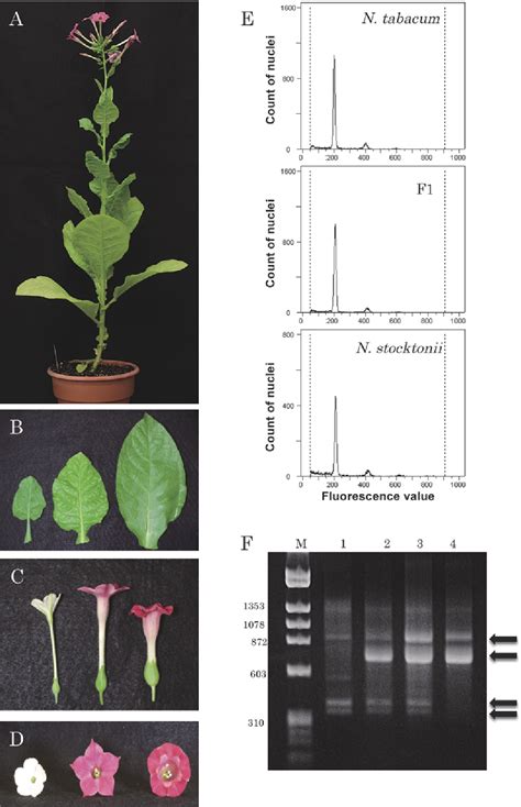 Figure 1 From Characterization Of Hybrid Seedlings From Crosses Of