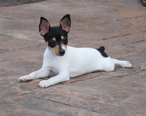 Toy Fox Terrier Pictures Information Temperament Characteristics