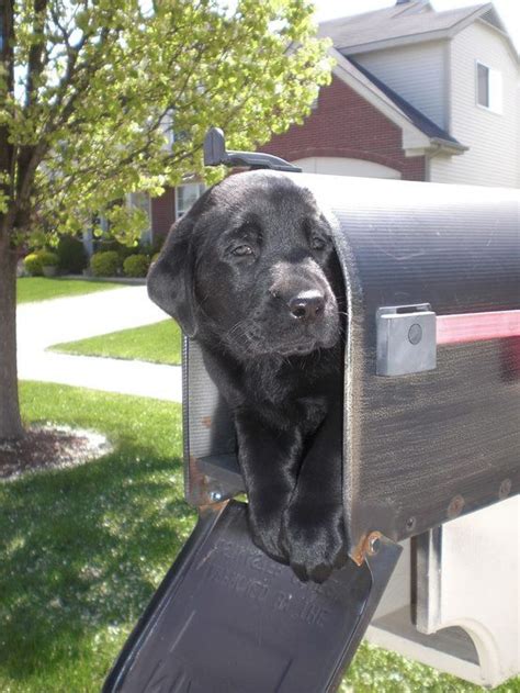 Dog in mailbox Memes - Imgflip