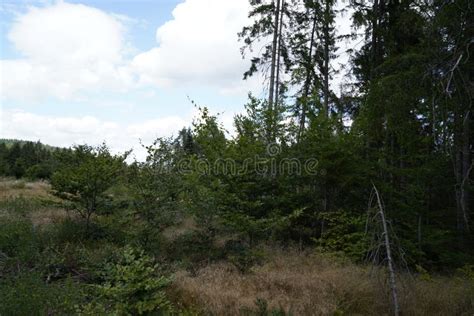 Retroceso Forestal Debido a La Sequía Y Las Tormentas Y La