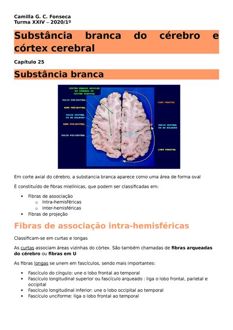 Cap Subst Ncia Branca Do C Rebro E C Rtex Cerebral Turma Xxiv