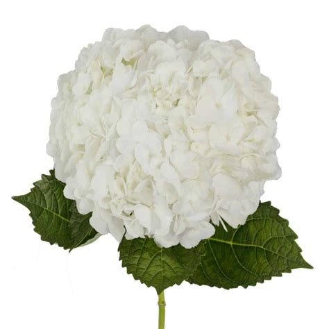 Ivory White Hydrangea Flower, 30 stems | Wholesale Flowers in Bulk