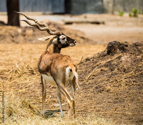 Deer Impala Stock Photo | Adobe Stock