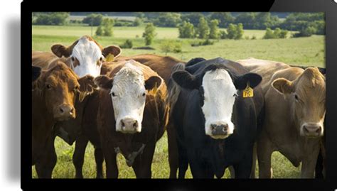 Cattle Waterers & Livestock Waterers | Johnson Concrete Products