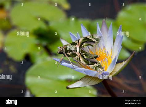 Butterfly Daphnis Nerii On Water Lily Moth Guard Month Wraps Up