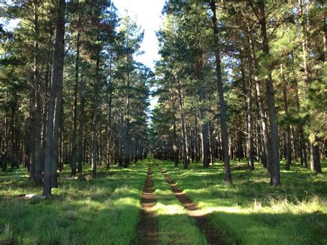 Free Images Landscape Tree Nature Path Outdoor Wilderness Light