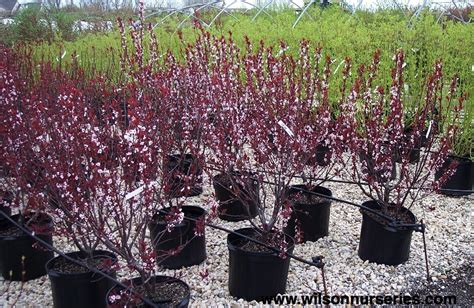 Purple Leaf Sandcherry Wilson Nurseries