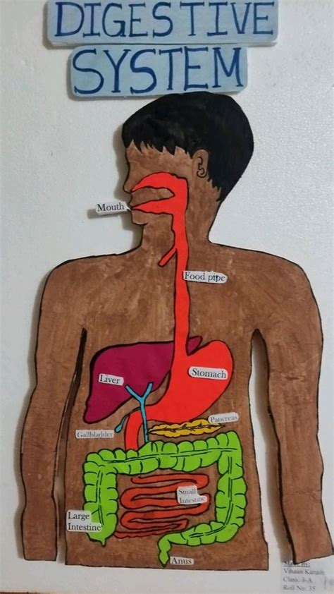 Digestive System Model Project In Digestive System Model