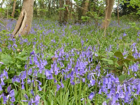 British Native Bluebells Woods At Burton Wetlands Flickr