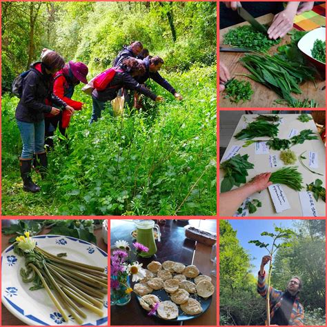 Stage Plantes Sauvages Comestibles Reconnaissance Cueillette Et