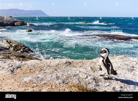 Afrikanische Pinguin Am Boulders Beach In Kapstadt S Dafrika