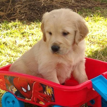 Regalo Cucciolo Golden Retriever Da Allevamento A Regalo Golden