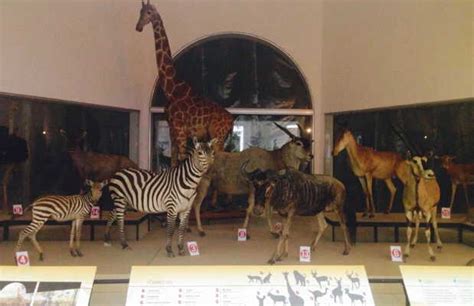 Museo de Ciencias Naturales en Caracas: 2 opiniones y 18 fotos