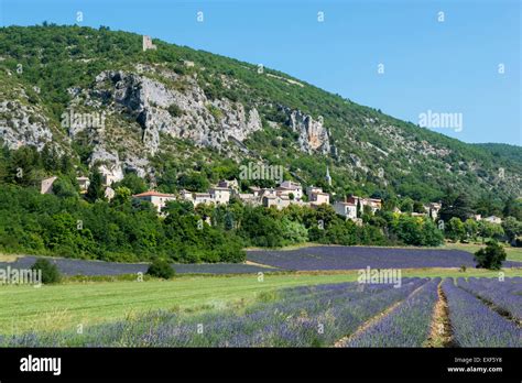 A Field Of Lavender Near The Village Of Monieux Near Sault In Provence