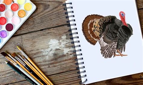 Wild Turkey Pencil Drawings