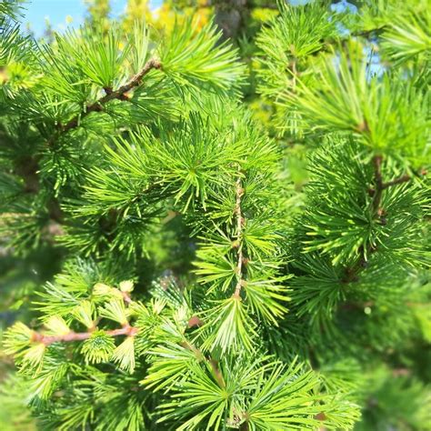 Larix Kaempferi Majestic Trees
