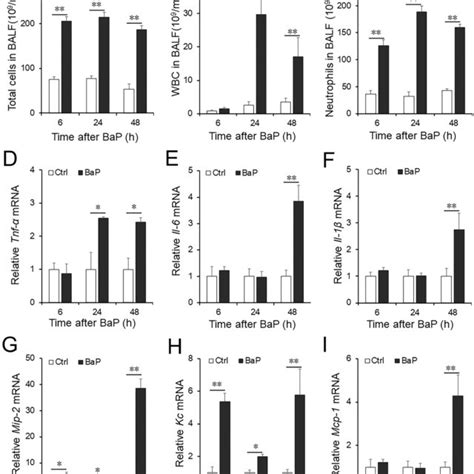 The Effect Of Acute Bap Exposure On Inflammatory Cells In Balf And