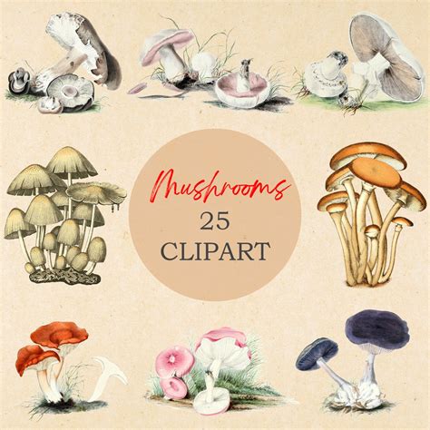 Antique Mushrooms Clip Art Png Watercolor Mushrooms Clipart Etsy