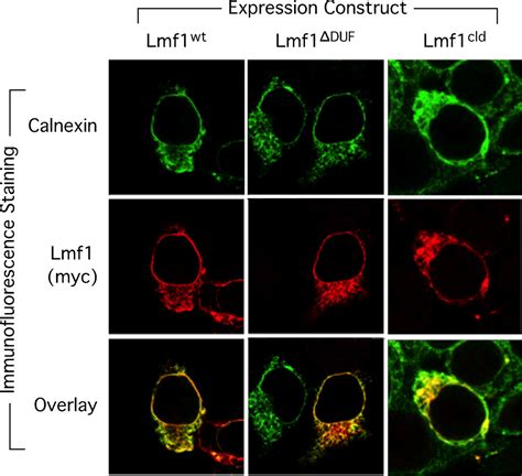 Lipase Maturation Factor Lmf Membrane Topology And Interaction With