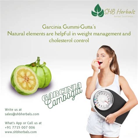 Garcinia Cambogia Extract For Weight Management Grade Standard Hca